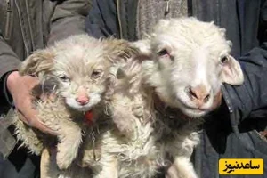  این گوسفند در اتفاقی عجیب یک توله سگ زائید+ عکس
تصویر از مدیر مدیر24 بهمن 1403
0
این گوسفند در اتفاقی عجیب یک توله سگ زائید+ عکس

در یک زایمان عجیب یک گوسفند یک مود عجیب و غریب را به دنیا آورد.

به گزارش جعبه به نقل از ایسنا؛ کشاورز چینی وقتی متوجه شده گوسفندش حیوان دورگه‌ای متشکل از گوسفند و سگ بدنیا آورده، شگفت زده شد.

20% تخفیف عضویت باشگاه انقلاب بگیر 🚘 ماشینتو بذار تو پارکینگ!

او در آن لحظه ترسیده بود، چون در طول سال‌های کاری خود که در زمینه پرورش گوسفند فعالیت کرده با چنین موردی مواجه نشده بود.

این گوسفند در اتفاقی عجیب یک توله سگ زائید+ عکس

کشاورز چینی که صاحب این حیوان است، در این باره گفت: این حیوان عجیب، پوست پشمی دارد اما دهان، بینی، چشم، دم و کف پاهایش مانند سگ‌ها است.

رفتار این حیوان نیز شبیه رفتار توله سگ‌هاست.

دامپزشکان در این باره گفتند که محال است یک گوسفند سگ بدنیا بیاورد.

اما هر روز ده‌ها فرد کنجکاو به مزرعه کشاورز چینی می‌روند تا این حیوان عجیب را از نزدیک ببینند.